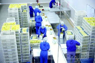 狗糧里的差距 從美國人的貓狗嘴里賺幾億美金簡單嗎